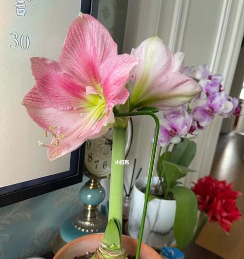 百子莲开花后的管理技巧（让你的百子莲绽放无比的美丽）