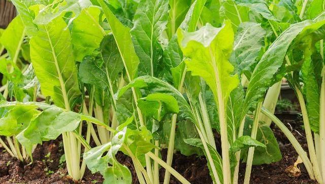菜心种植全攻略（时间、方法、技巧一网打尽）