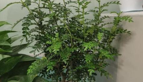 清香木到底有没有香味？（探究清香木的“清香”之谜）