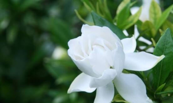 坚韧不拔的迎春花（探寻迎春花的花语与秘密）