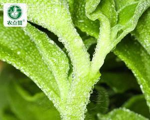 探秘神秘的冰草似蔬菜（一起认识长得像冰草的蔬菜，让你惊叹的是…）