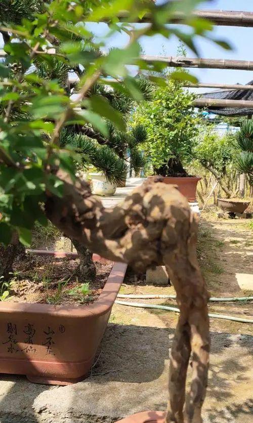 如何正确修剪雀梅？（一篇详细的雀梅修剪指南）