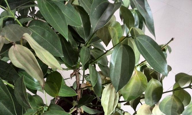 为您提供平安树肥料的选择指南（为您提供平安树肥料的选择指南）