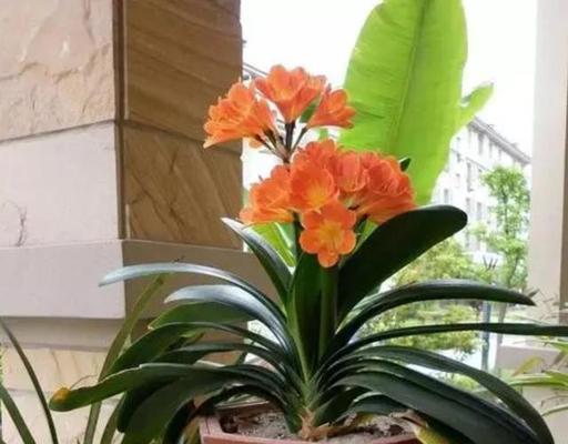 如何成功养殖吉祥如意花？（学习如意花养殖方法，打造幸福的花园）