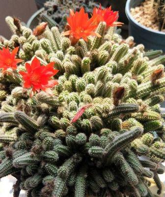 白檀花开的奥秘（一年开几次花？开花能持续几天？）