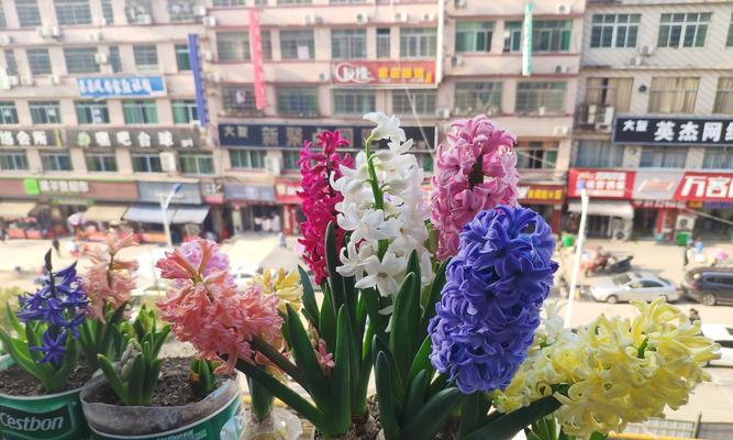 大学寝室的理想花卉选择（适合大学寝室的花卉种类与养护技巧）