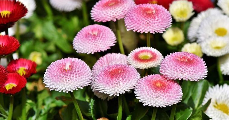 探究雏菊的生物学特征
