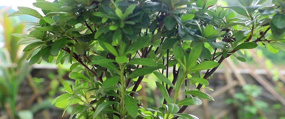 杜鹃花如何正确换土？（换土时间、方法、注意事项一网打尽！）