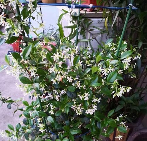 风车茉莉喜水的全面介绍（探秘风车茉莉喜水的来源、功效与使用方法）