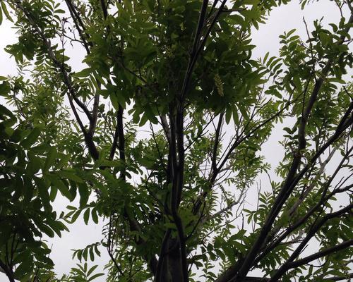 家里也能种槐树（如何在家里种植槐树，让家园更美丽）