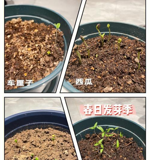 西红柿出苗的时间及注意事项（从播种到发芽，全面解析西红柿出苗过程及栽培技巧）