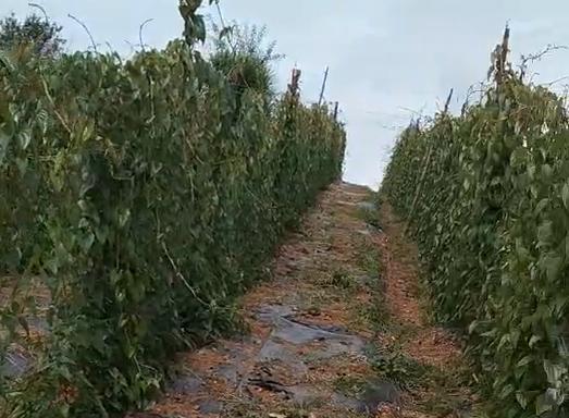 山药的种植条件与适合的生长环境（打造适宜山药生长的土壤和环境）