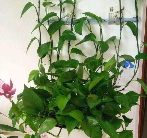 探寻与绿萝相似的植物（那些叶子相似度超过九十的绿色植物）