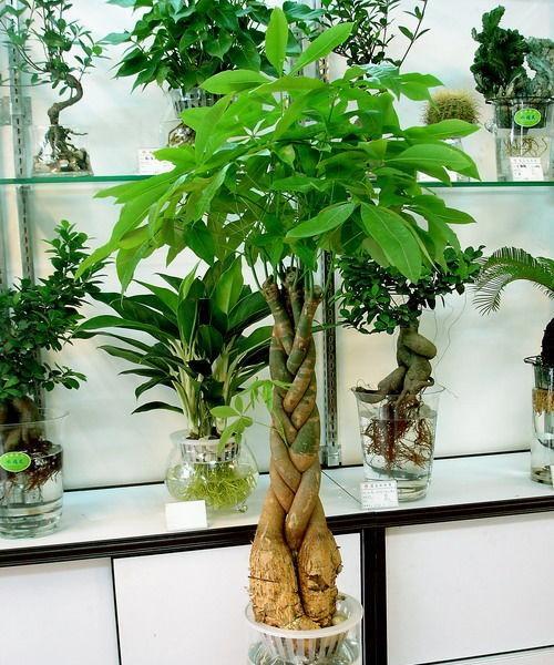 家里种发财树，让财运连连（如何在家里种植发财树，增加家庭收入）