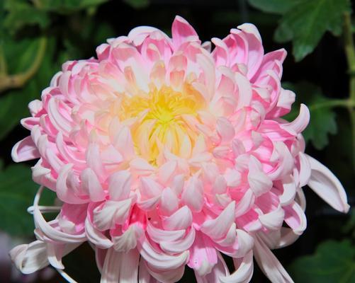 球菊的花语与寓意（探寻球菊的内涵，感受花卉的情感传达）