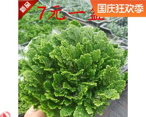 不死草卷柏的养殖方法（打造一片绿色天地，轻松种植不死草卷柏）