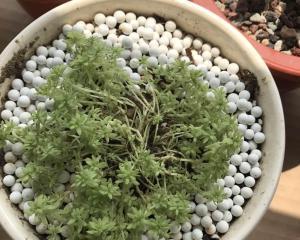 薄雪万年草的配土与种植技巧（打造适合薄雪万年草生长的土壤，让它在您家园绽放）