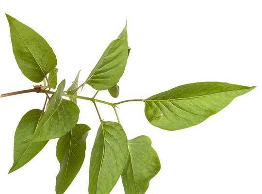 丁香叶的药用价值（探寻丁香叶的功效与作用，了解其全面的保健功效）