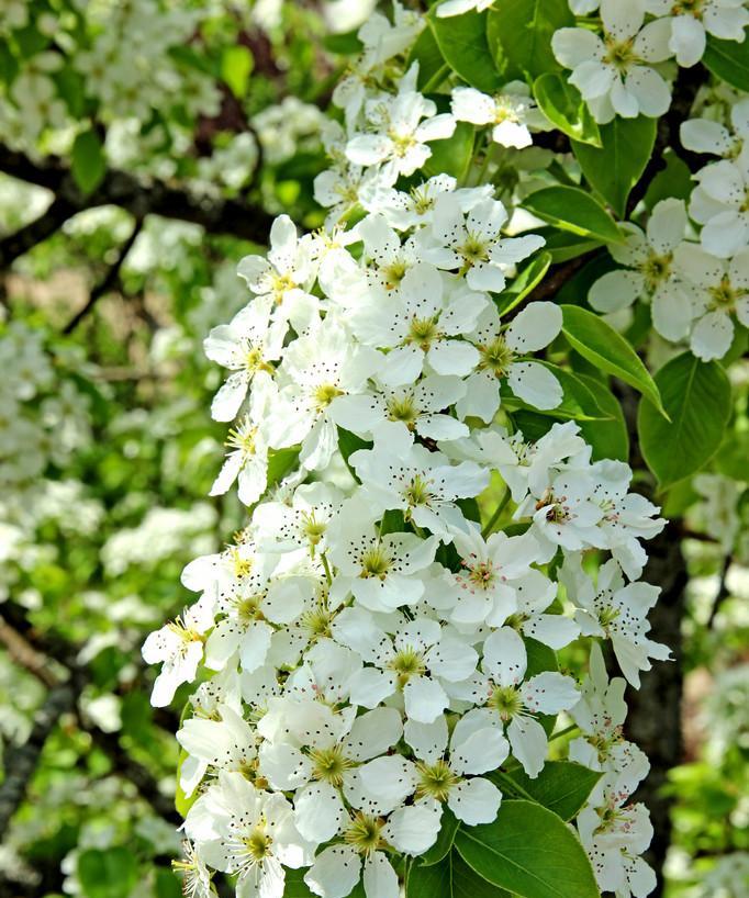 梨树开花颜色解密（探究梨树开花的奥秘，了解梨花的美丽世界）