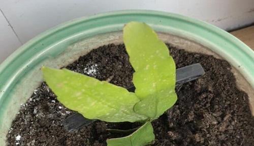 观音竹是怕冷还是怕热？（观音竹喜欢的温度范围及生长条件分析）