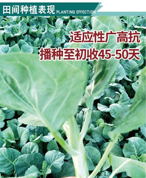 如何让芥兰种子快速发芽（掌握这些关键技巧，芥兰种子不再难发芽）