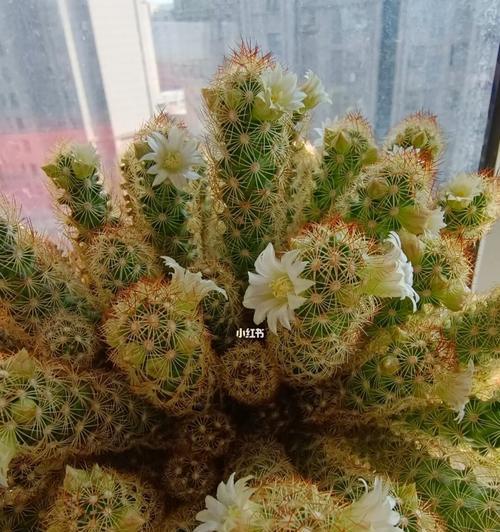 金手指开花时间及其特点（探秘金手指花期、花语、栽培技巧等相关内容）