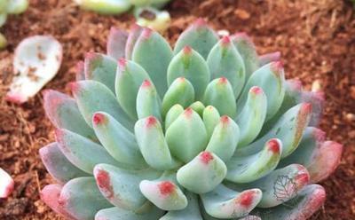 打造漂亮TP多肉，全方位养护攻略（从选购到养护，让你的多肉成为人人羡慕的美丽之作！）