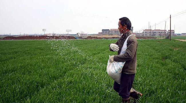 冬小麦最佳播种时间（选择最佳时机，提高冬小麦产量）