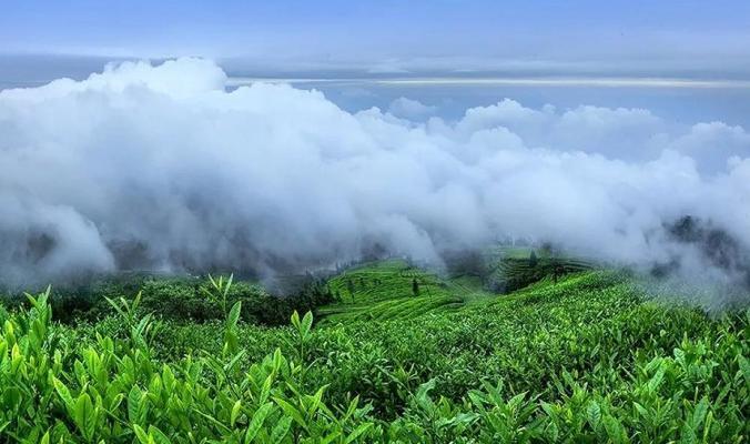 花茶的产地及特色（探寻花茶产地，品尝不一样的茶香）