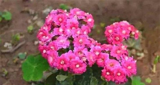 菊苣在冬天的生存状况（菊苣冬天会冻死吗？如何为菊苣提供适宜的环境？）