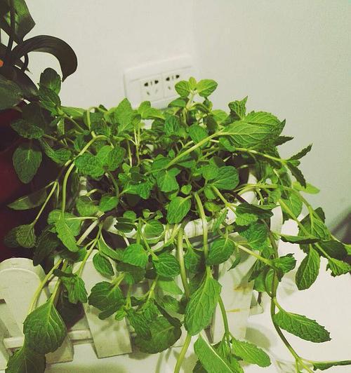 薄荷需要晒太阳吗？（探讨薄荷生长的光照需求及影响）