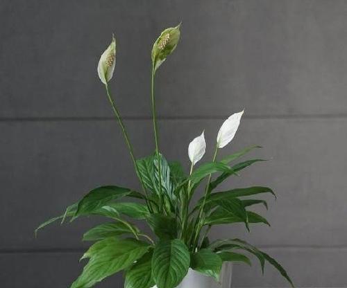 白鹤芋水培还是土培？探讨其优劣（比较白鹤芋水培和土培的优缺点，找到适合你的种植方式）