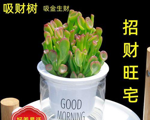 懒人也能拥有美丽花园（推荐10种适合懒人的花卉植物，让你轻松打造自己的小天地）