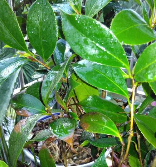 如何救活茶花叶子干枯的植株（茶花叶子干枯原因、救活技巧与日常养护）
