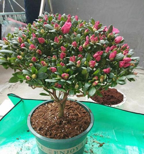 盆栽杜鹃花的养殖方法与注意事项（打造美丽花园，让杜鹃花成为亮点）