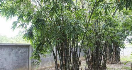 花园里也能种竹子（美化环境，增添雅致）