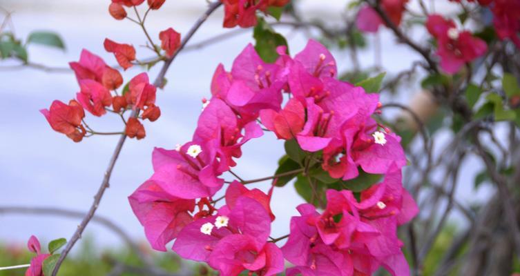 厦门市花——牡丹花的魅力（一朵花的传奇）