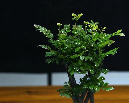 小叶紫檀——养殖者必知的禁忌（谨慎养殖小叶紫檀，防止经济损失）