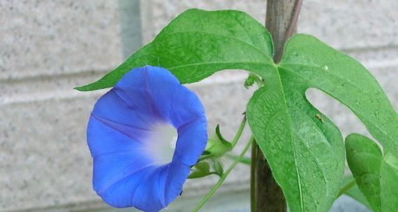 牵牛花开花季节（探秘牵牛花的花期及花卉知识）