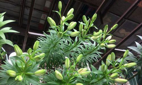 百合花的养护方法（为何百合花需要频繁浇水？）