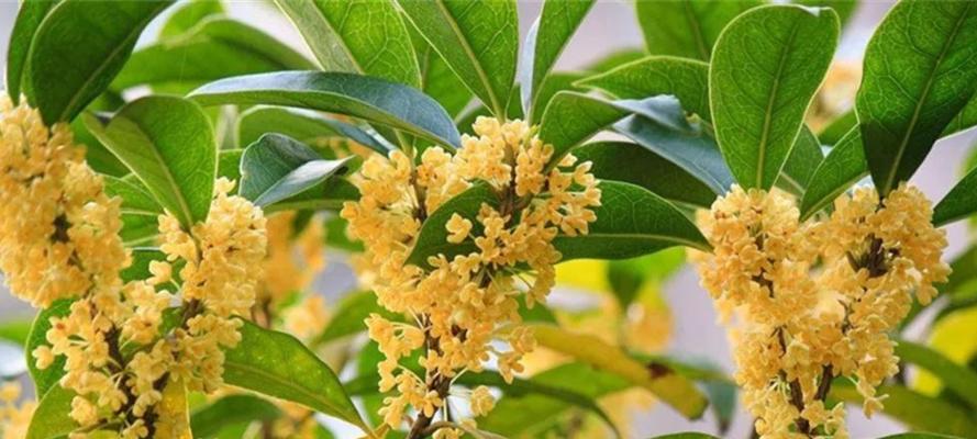 探秘“桂花之乡”——桂花原产地在哪里？（中国南方省市自称桂花之乡，真正的故乡何处？）