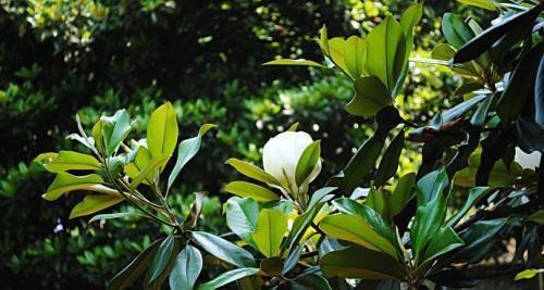 广玉兰，一种独特的落叶植物（探究广玉兰的落叶特点和生态习性）