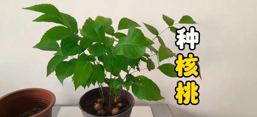 在家种植核桃树的方法与技巧（让你的后院成为丰收的果园）
