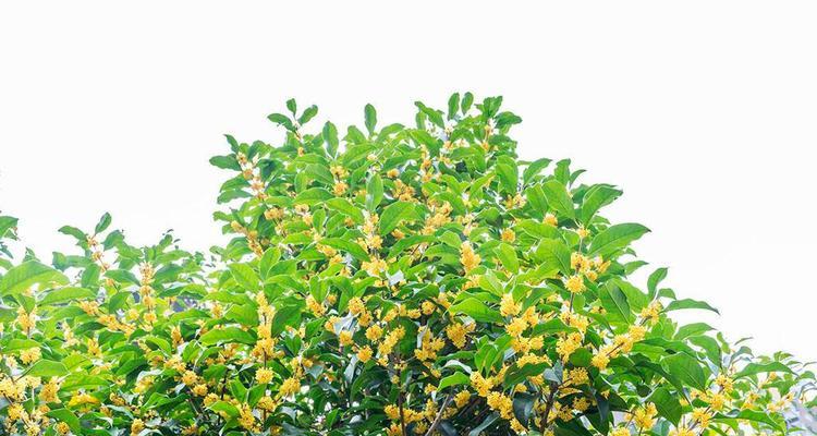 院子种植桂花树的好处与注意事项（品味香气、绿化环境，赏心悦目的桂花树）