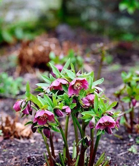 铁筷子的花期（一年开几次花、花期多长、对生态的影响）