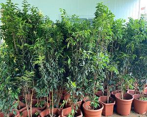 嘉宝果花盆种植详解（种植技巧、注意事项、收获方法）