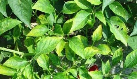 茶树黄叶病的原因及治疗方法（探究茶树黄叶病的成因和治疗方法，帮助茶农提高产量和品质）