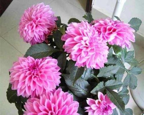 大丽花养殖攻略（从选种到管理，轻松打造花园之王）