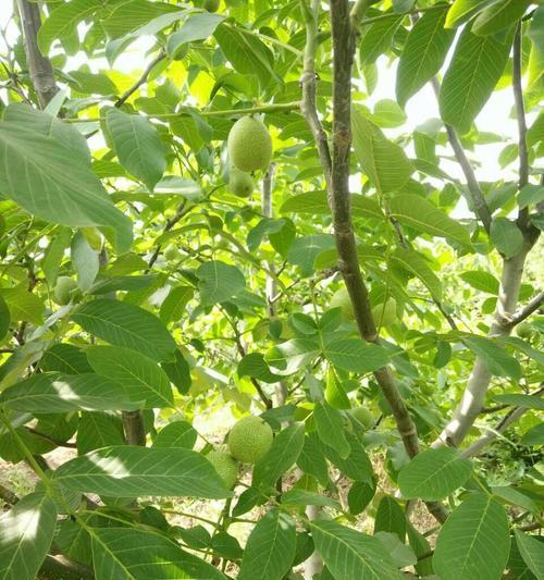 阳光下的核桃树（探究核桃树的光照喜好）