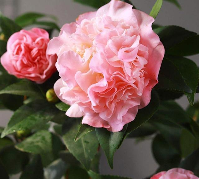 香妃茶花喜阳还是喜阴？（探究茶花生长条件及其特点）
